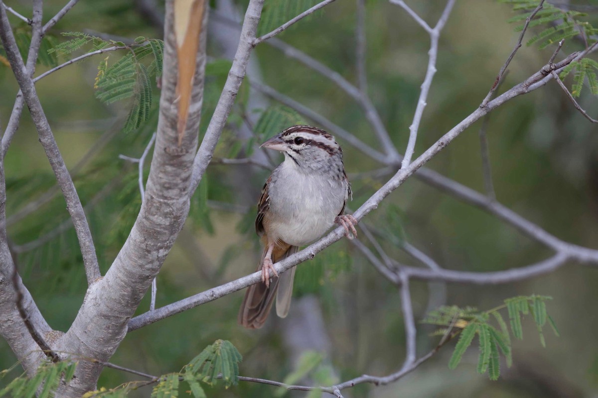 Cinnamon-tailed Sparrow - Timo Mitzen