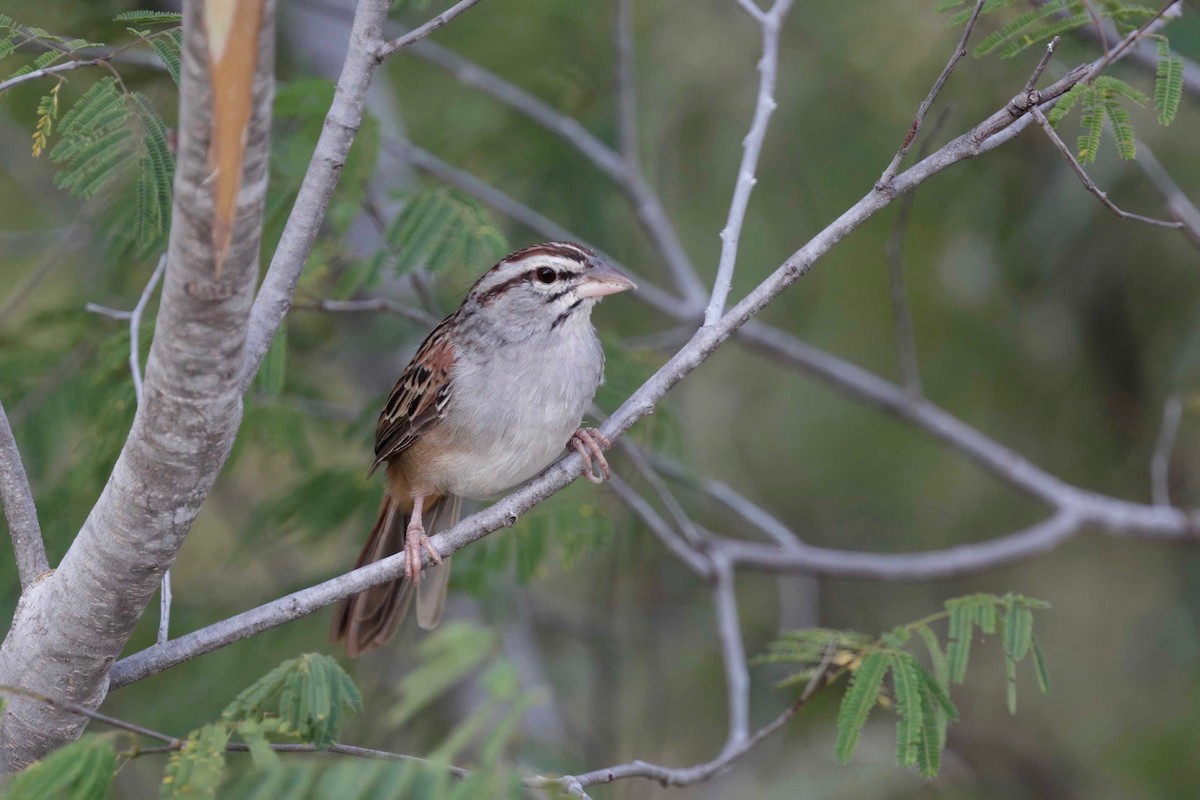 Cinnamon-tailed Sparrow - ML281570261