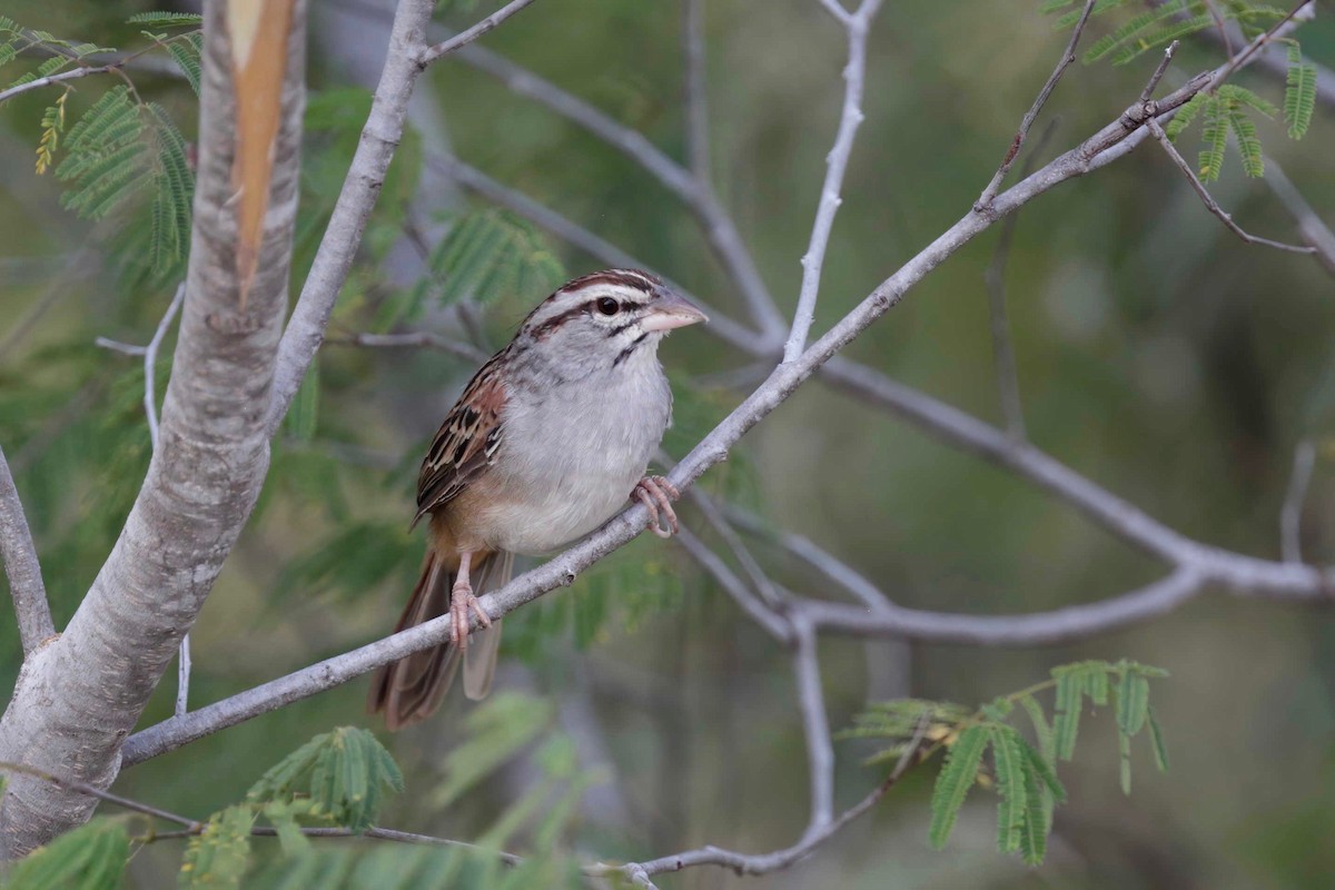 Cinnamon-tailed Sparrow - Timo Mitzen