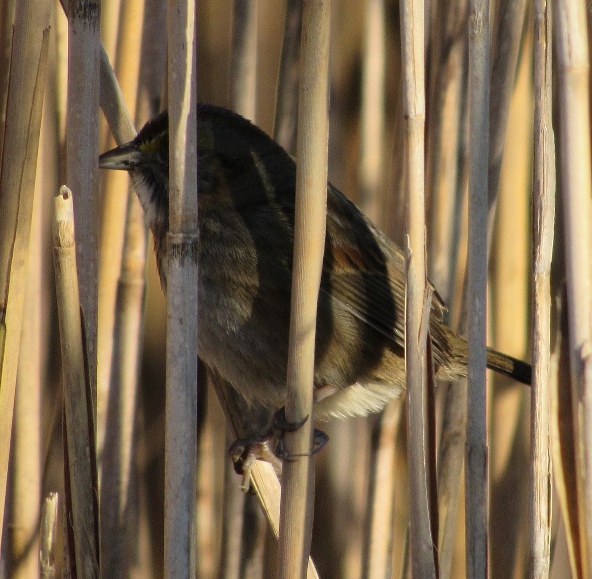 Seaside Sparrow - ML281570571