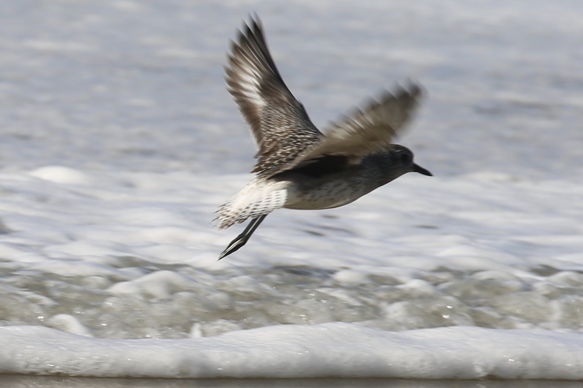 Black-bellied Plover - ML281571411