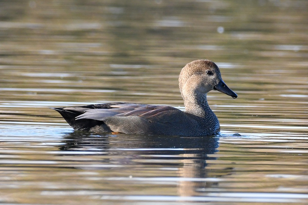 Gadwall - Peter DeStefano