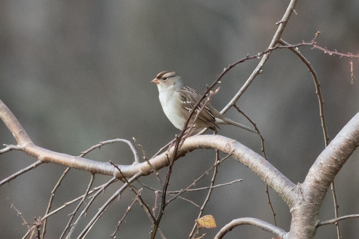 White-crowned Sparrow - ML281573621