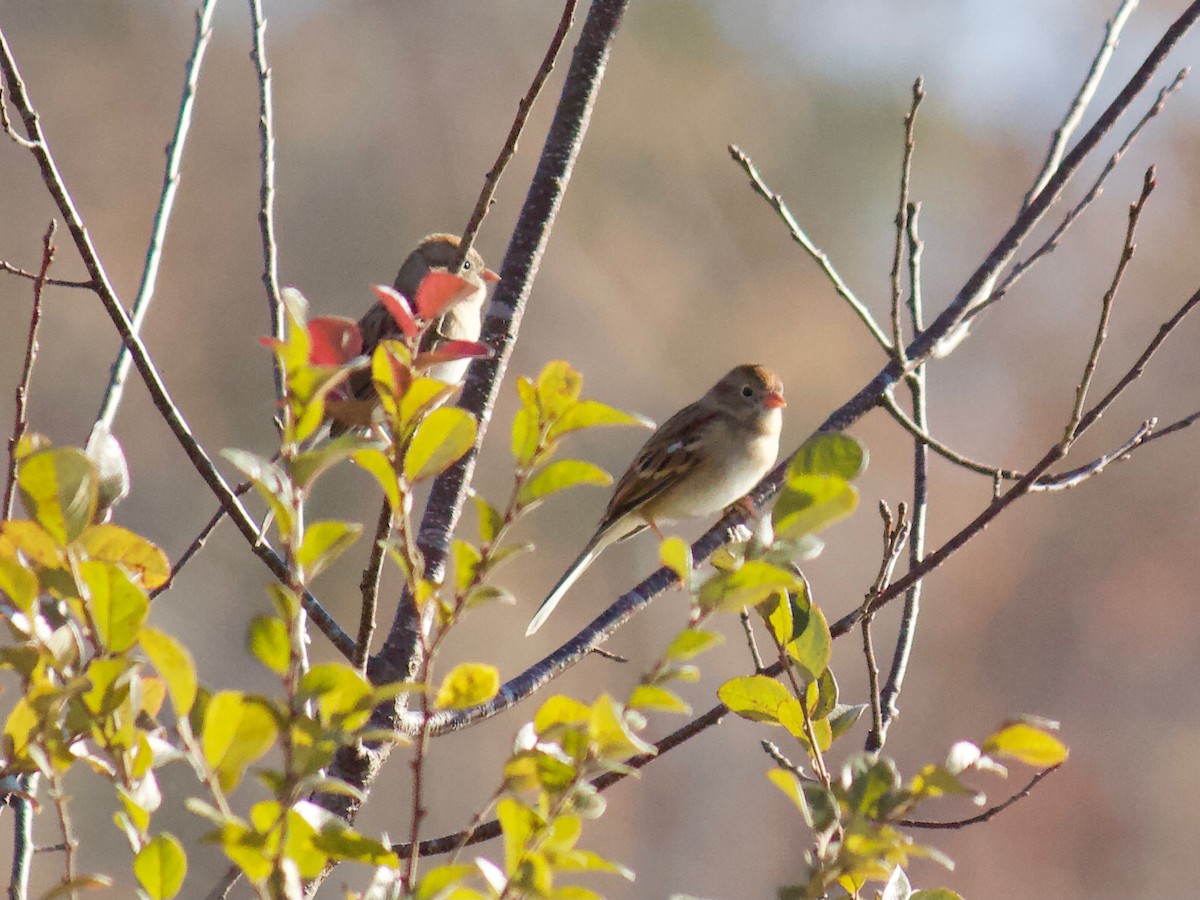 Field Sparrow - ML281573981