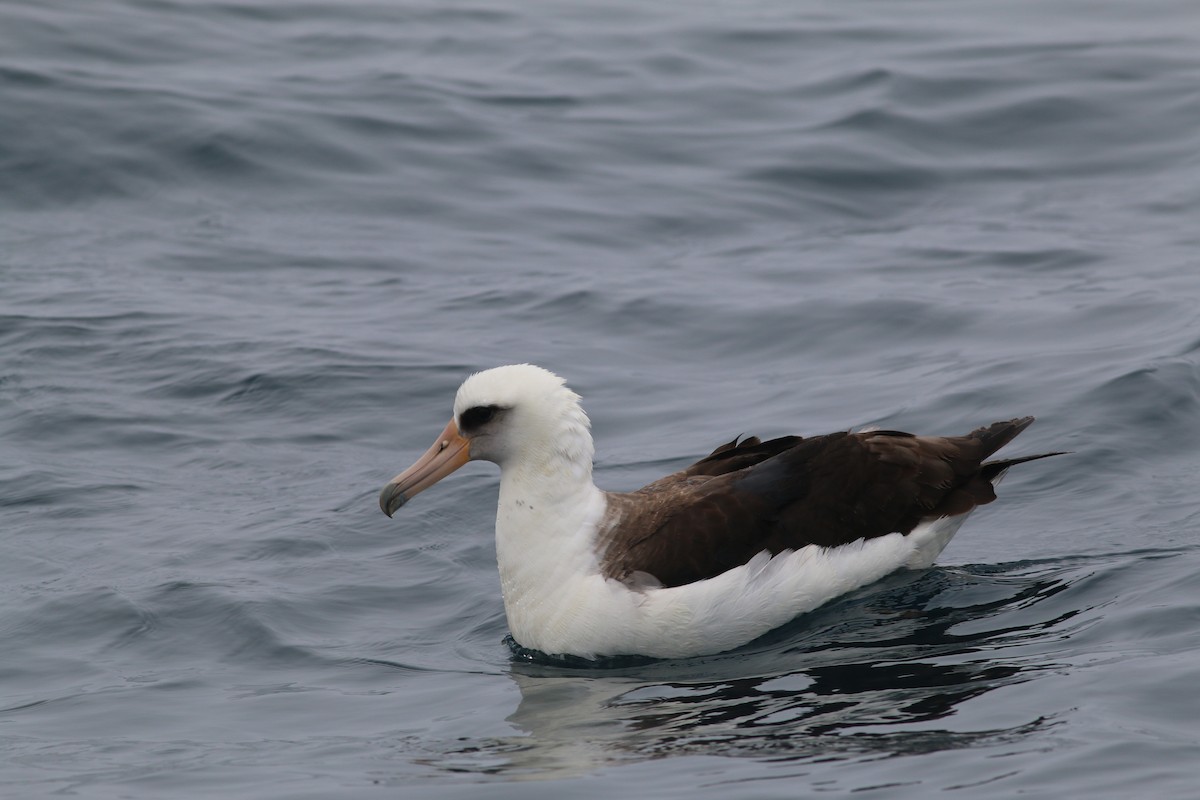 Laysan Albatross - ML281574401