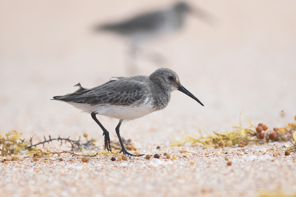 Dunlin - ML281574591