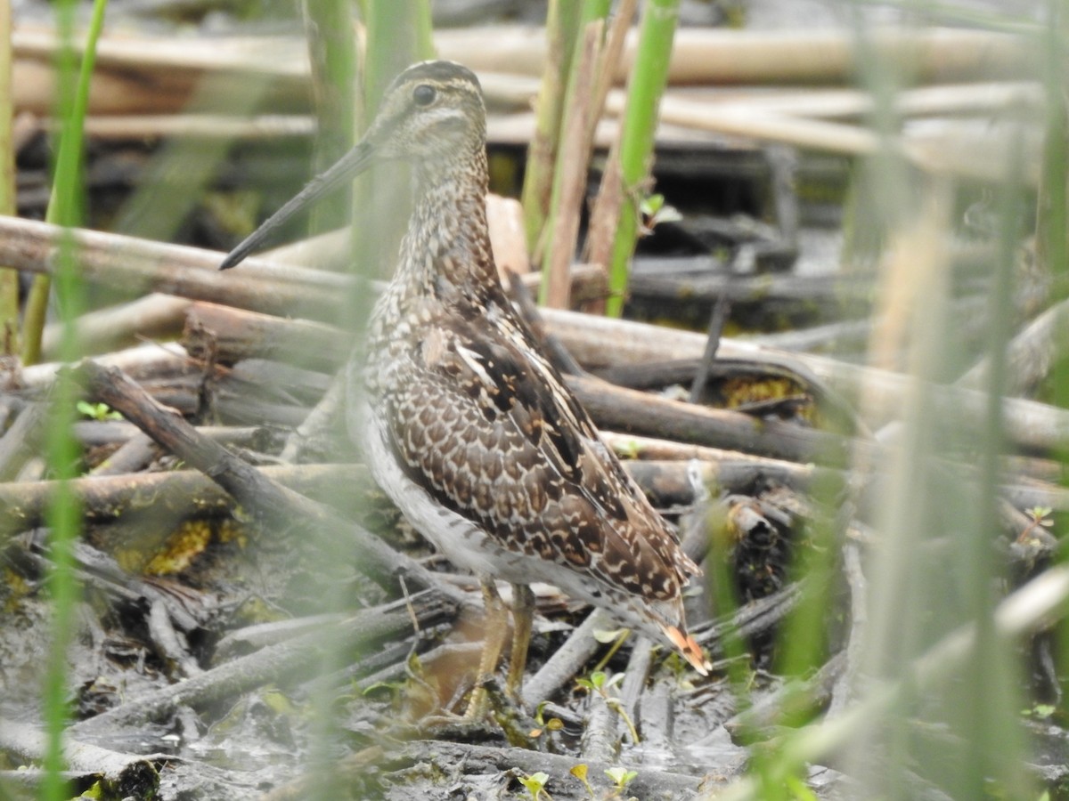 Pantanal Snipe - Carlos Galvan