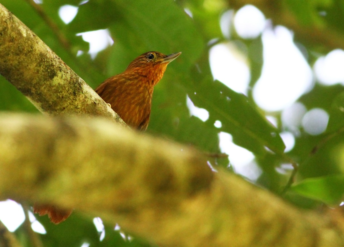 Bolivian Recurvebill - Andrew Spencer