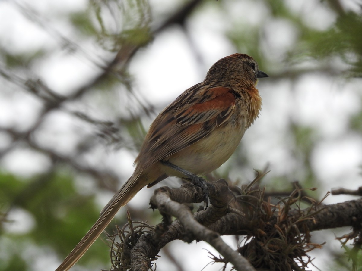 Chotoy Spinetail - ML281575241