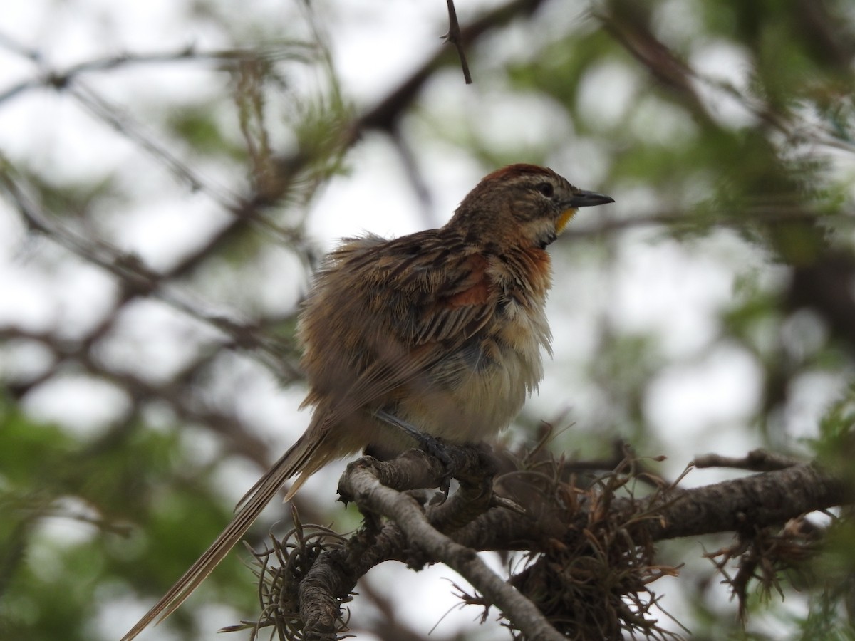 Chotoy Spinetail - ML281575301