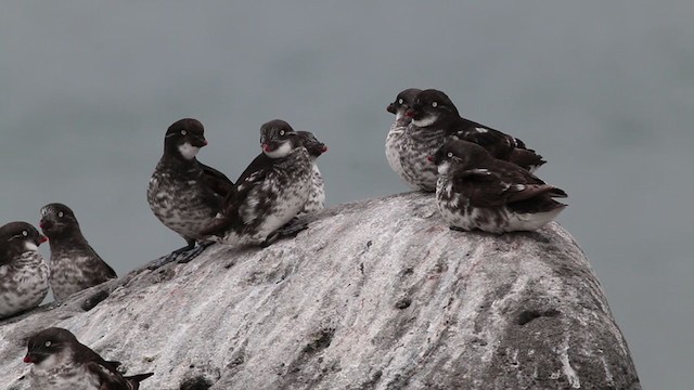 Least Auklet - ML281579961