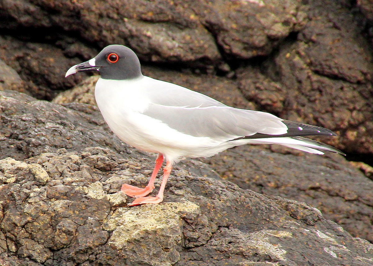 Swallow-tailed Gull - ML281580681