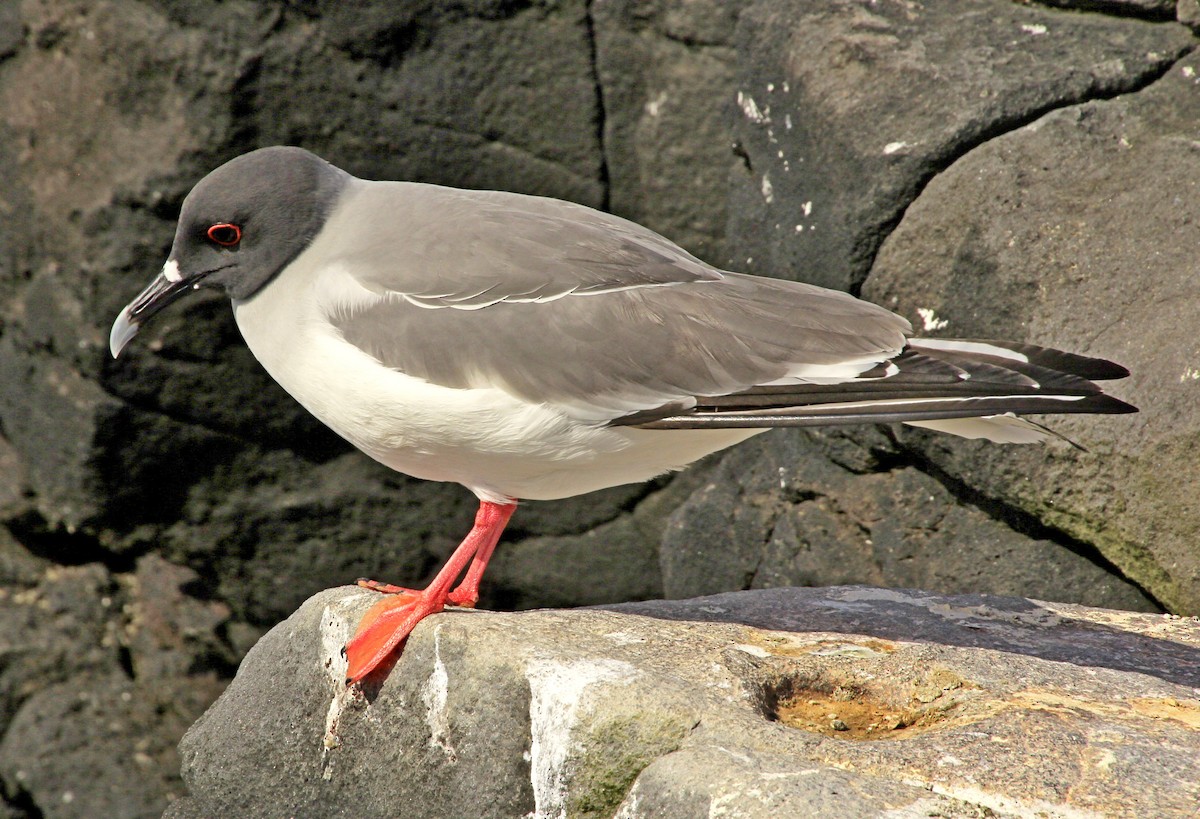 Swallow-tailed Gull - ML281580721
