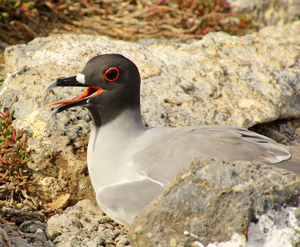 Swallow-tailed Gull - ML281580731
