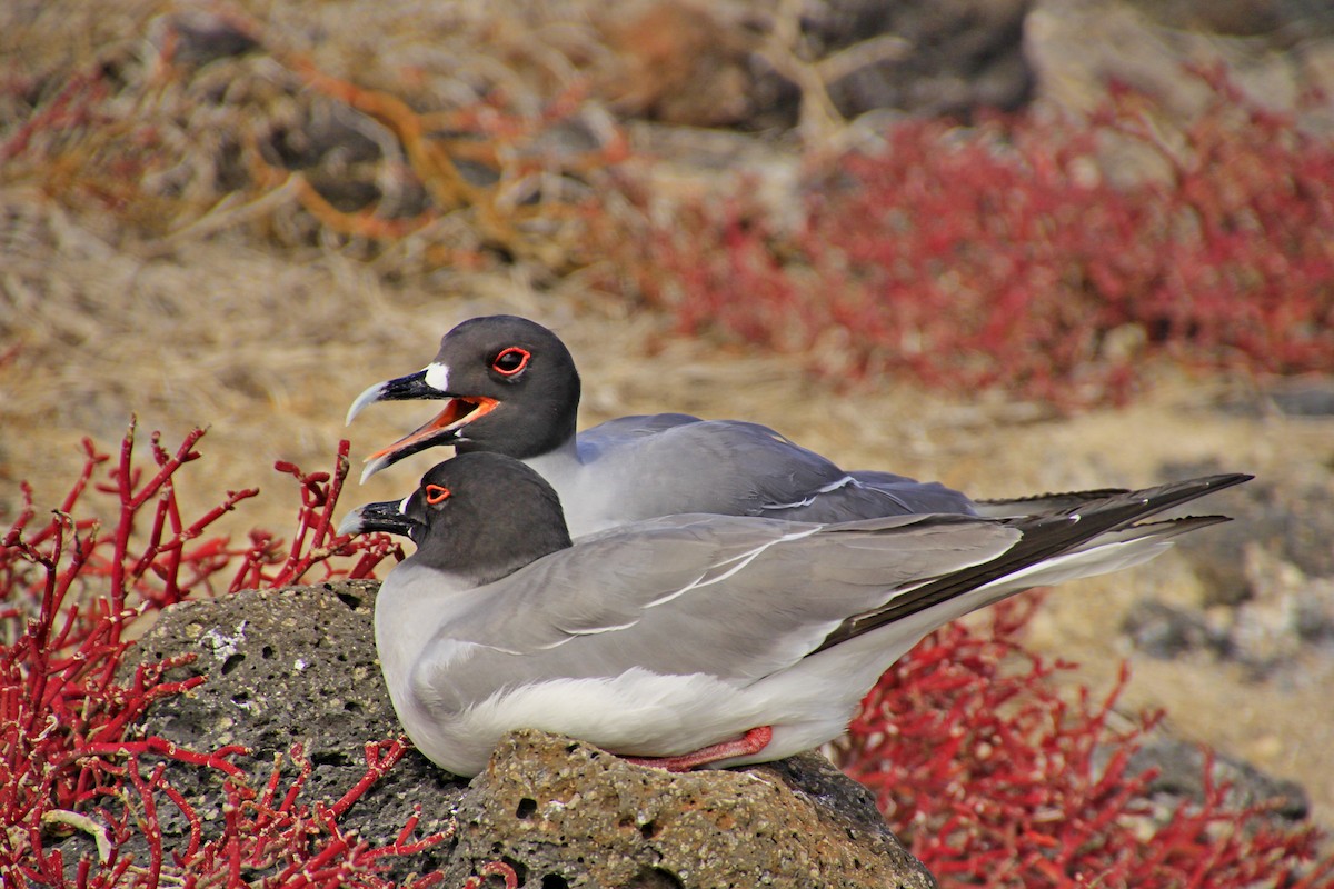 Swallow-tailed Gull - ML281580741