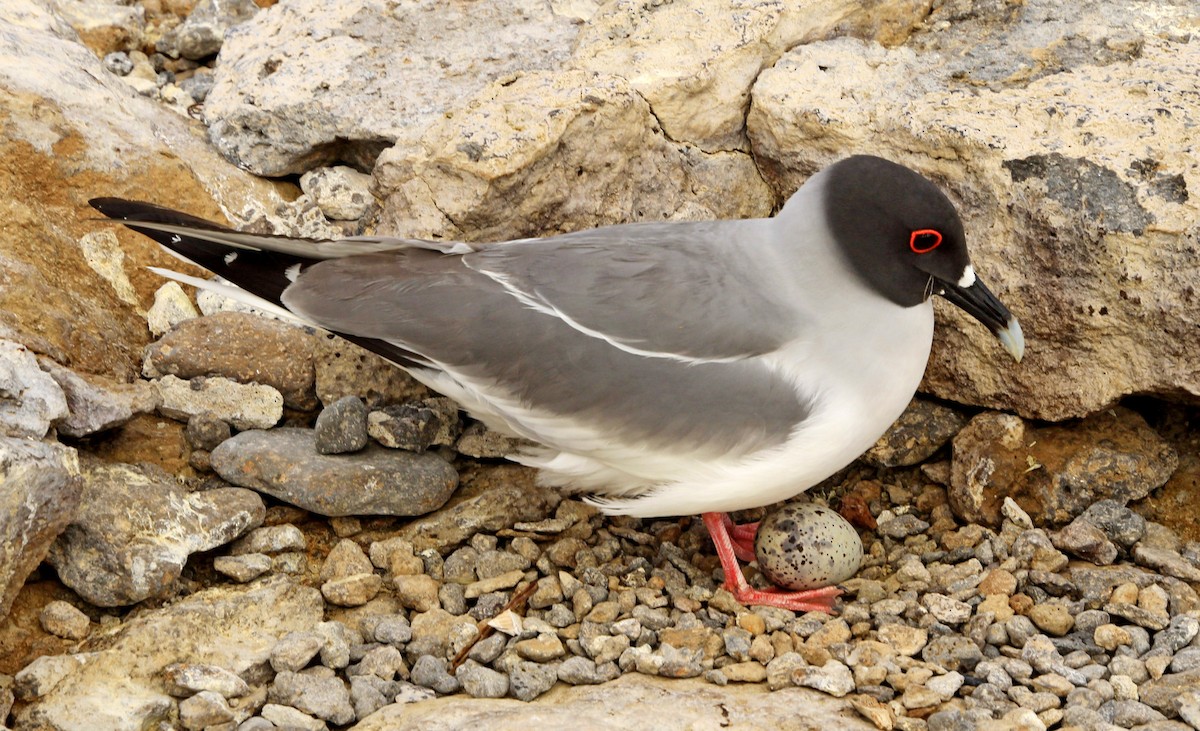 Swallow-tailed Gull - ML281580761