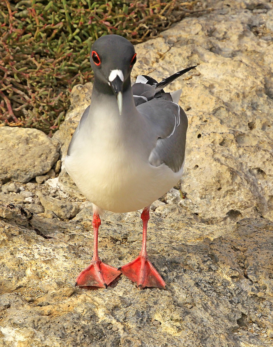 Swallow-tailed Gull - ML281580811