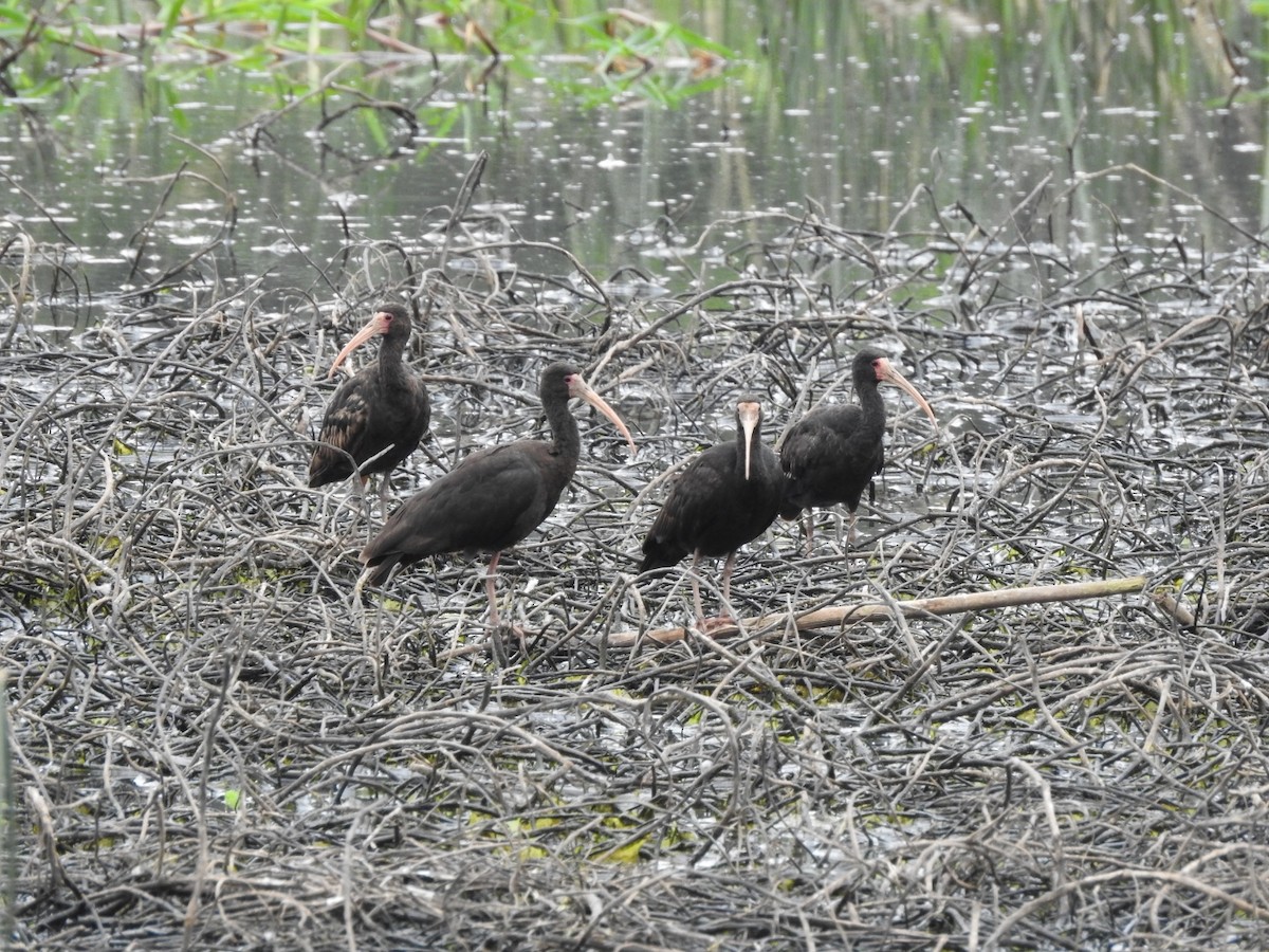 rødmaskeibis - ML281582791