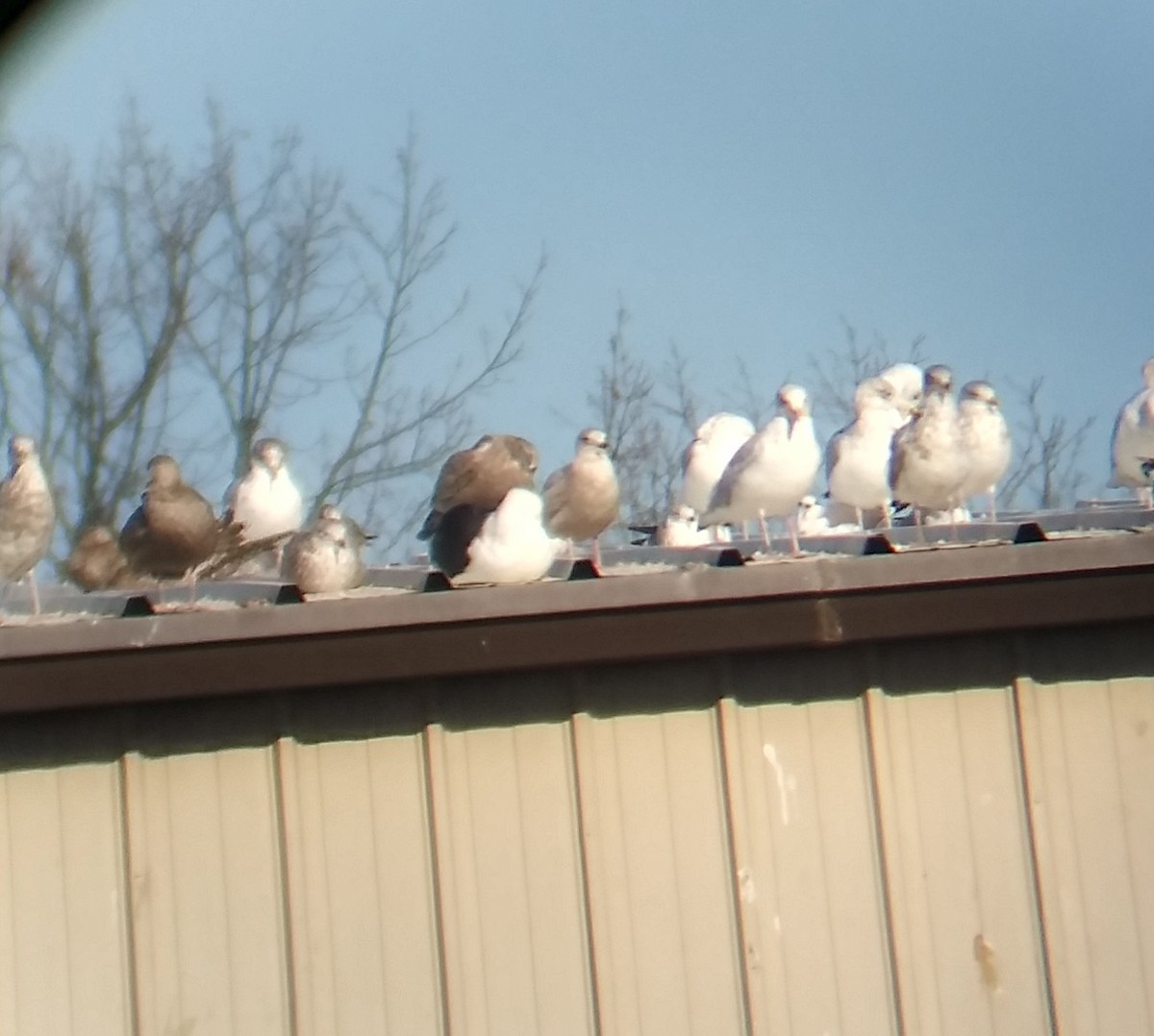 Iceland Gull - ML281583121