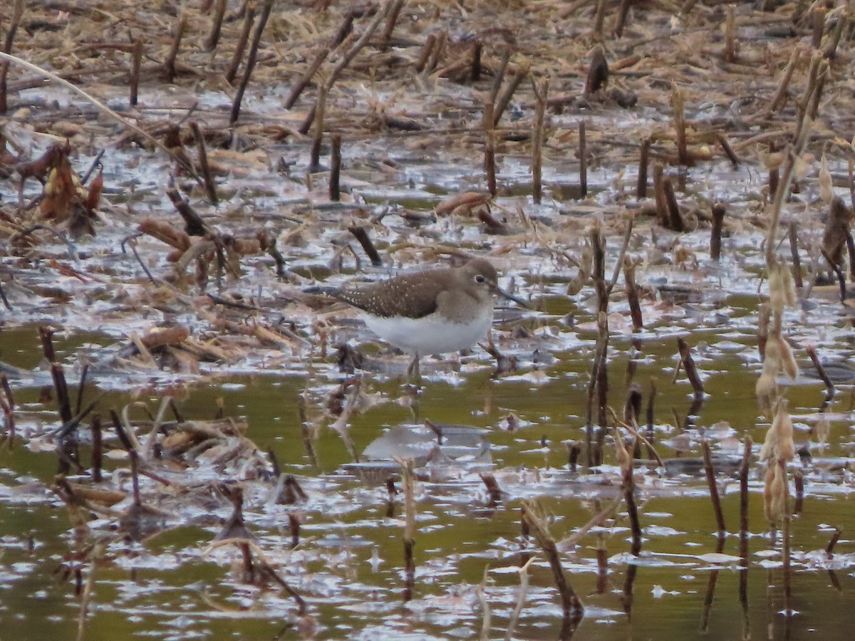 Solitary Sandpiper - ML281584581