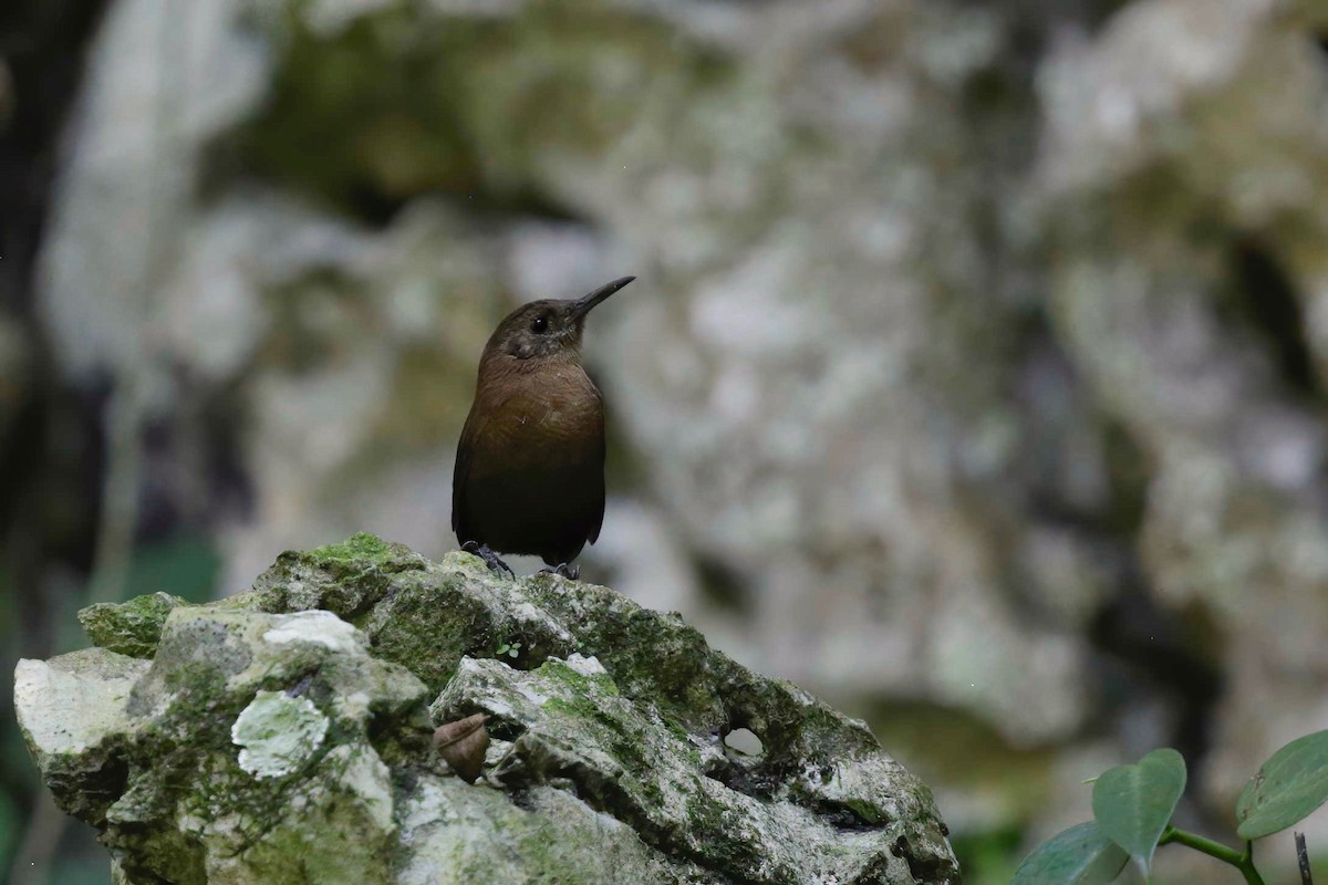 Sumichrast's Wren - Timo Mitzen