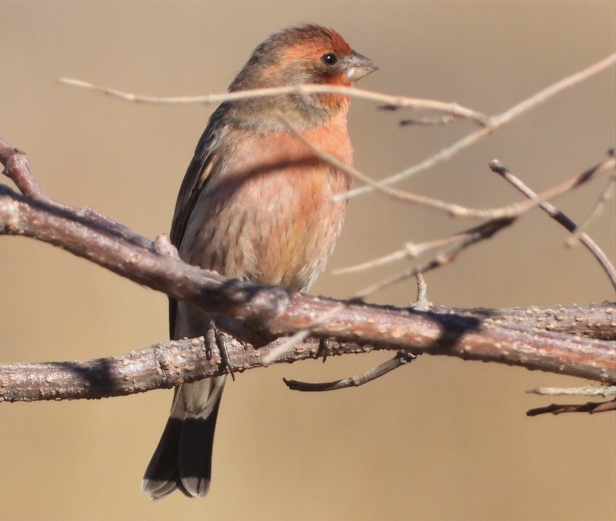 House Finch - Jon Tveten