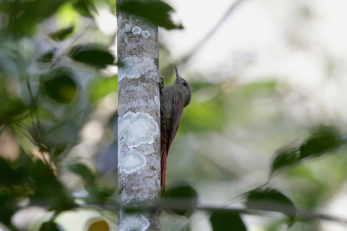 Olivaceous Woodcreeper - ML281585021