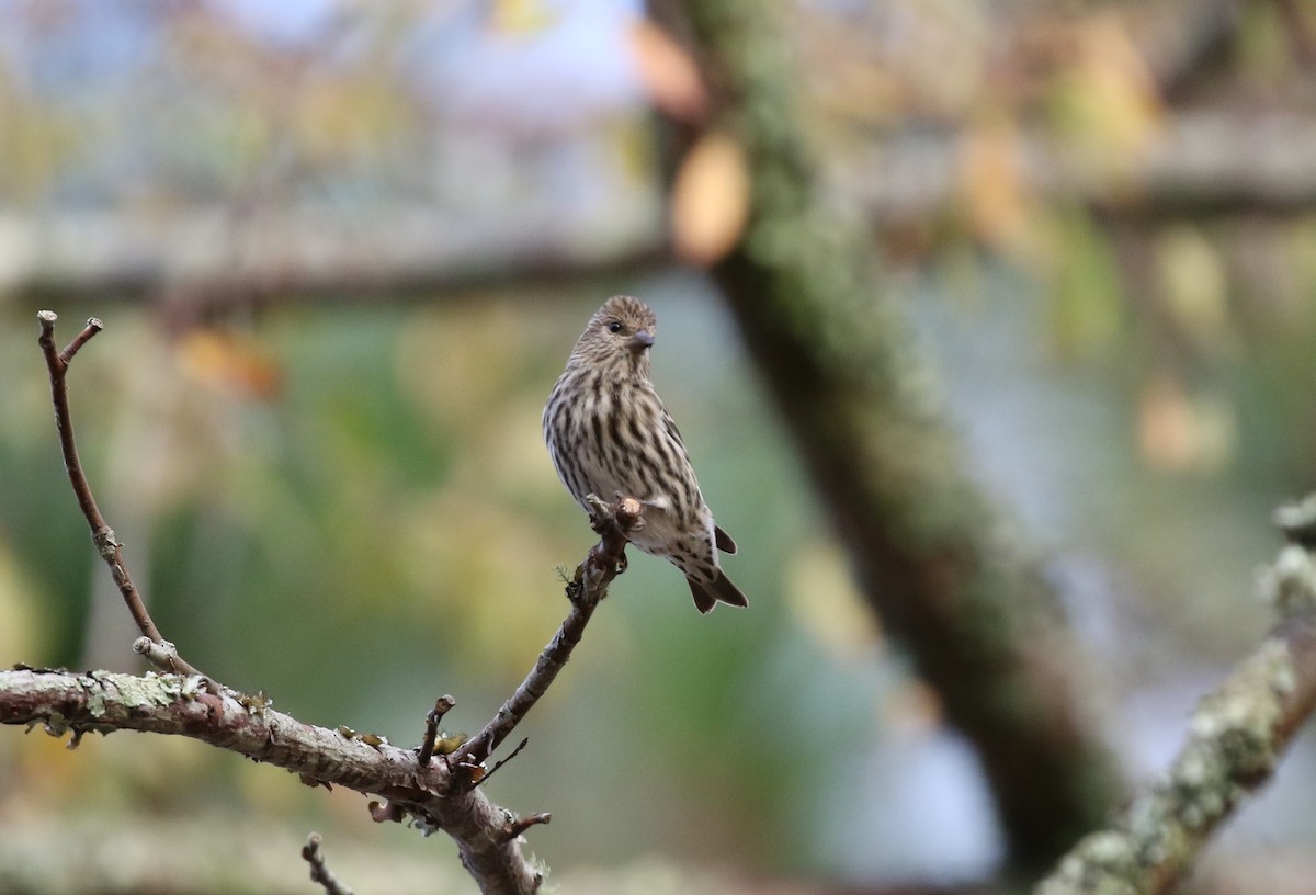 Pine Siskin - ML281586131