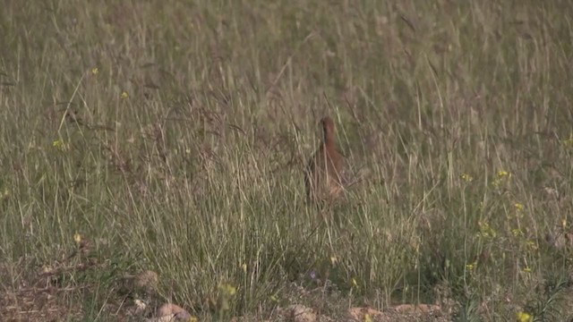 Red-legged Partridge - ML281587031