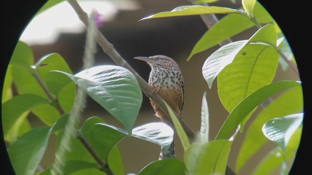 Band-backed Wren - ML281588041