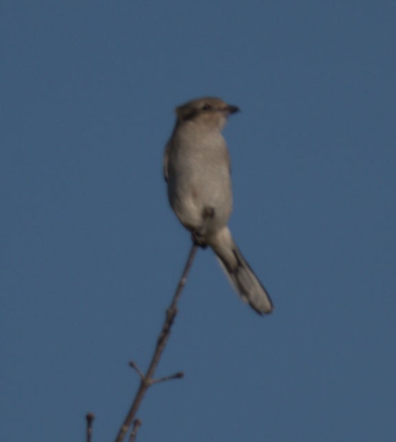 Northern Shrike - Kevin Thompson