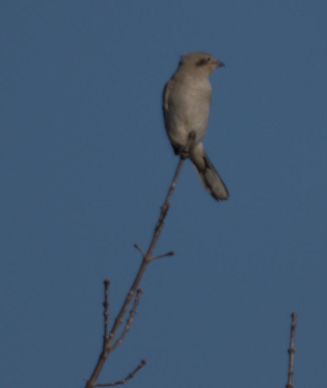 Northern Shrike - ML281588231