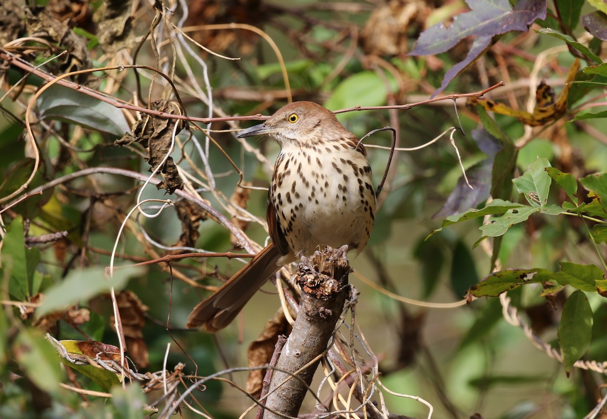 Brown Thrasher - ML281588761