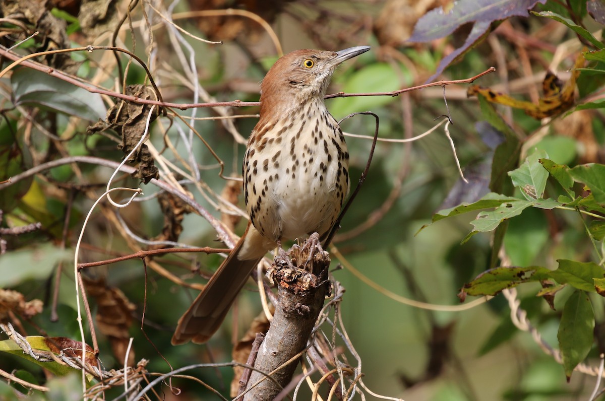 Brown Thrasher - ML281588811