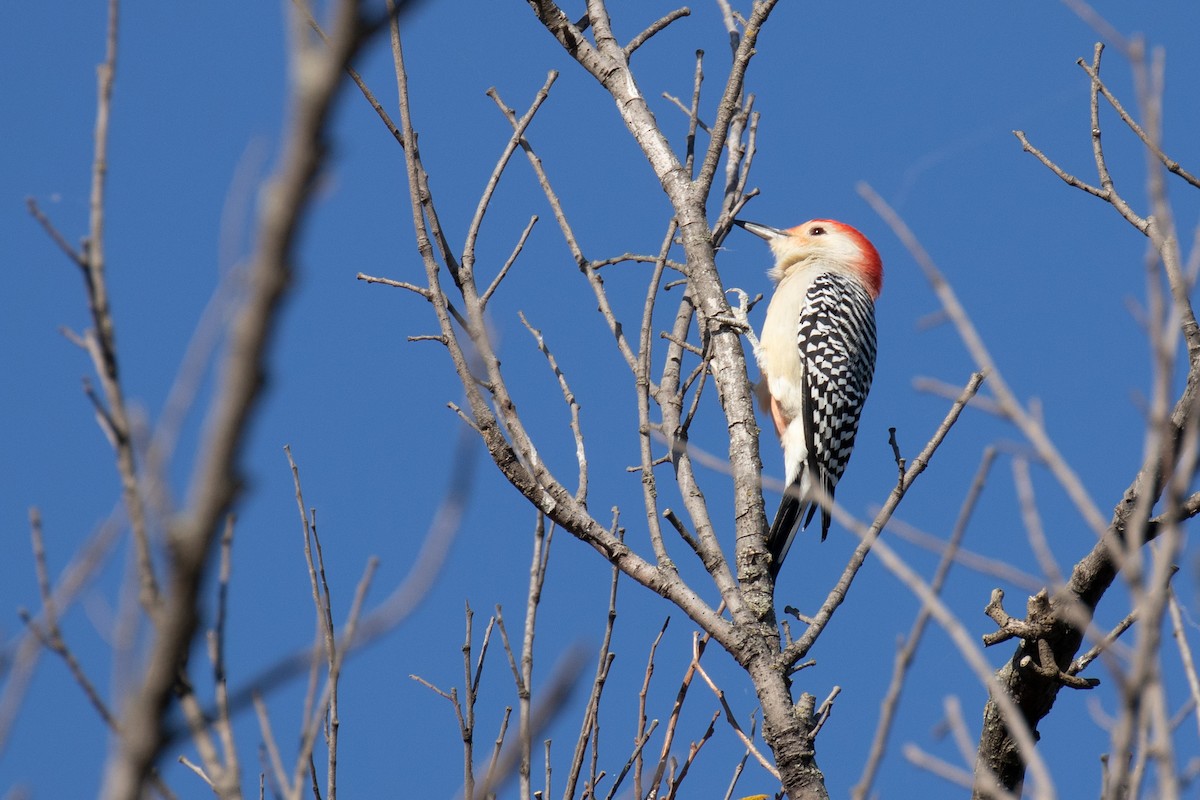Red-bellied Woodpecker - ML281589841