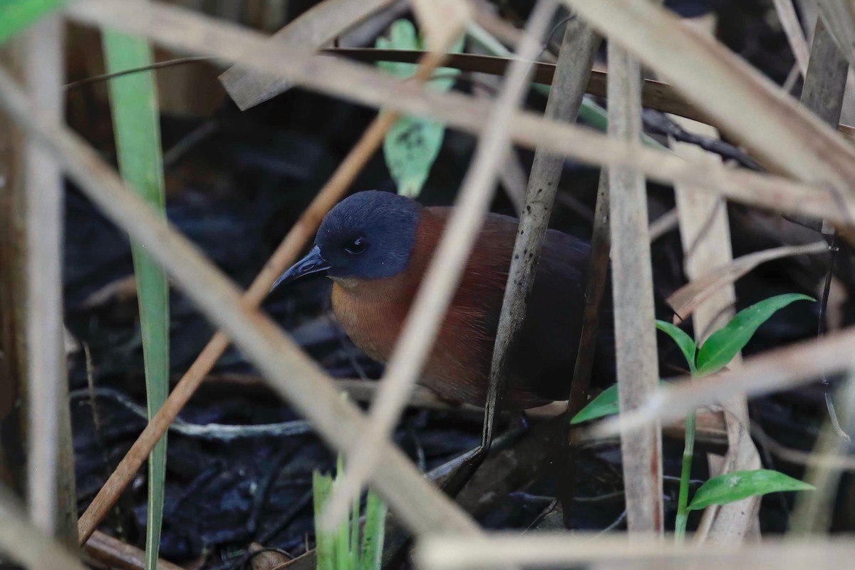 Ruddy Crake - ML281590381