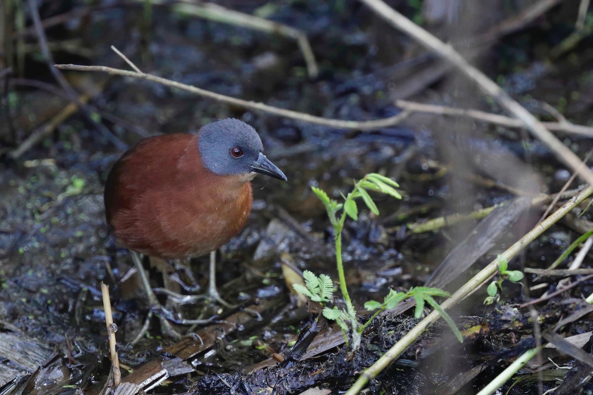 Ruddy Crake - ML281590391