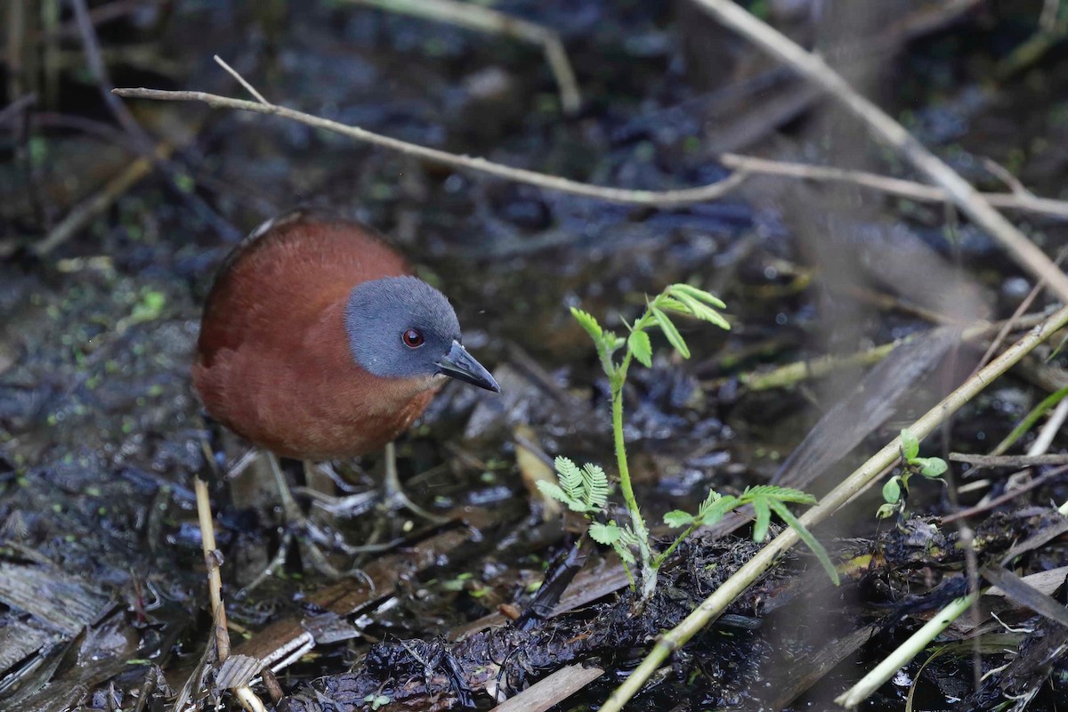 Ruddy Crake - ML281590401