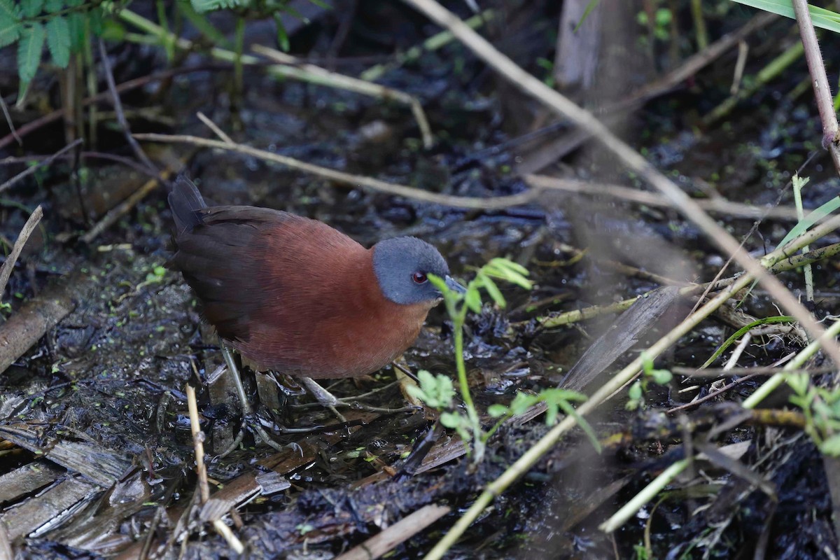 Ruddy Crake - ML281590411