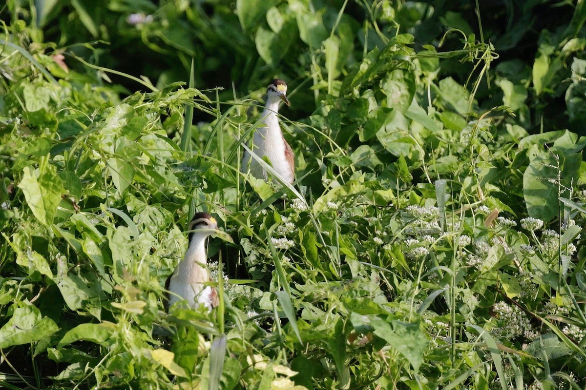 Jacana du Mexique - ML281590761