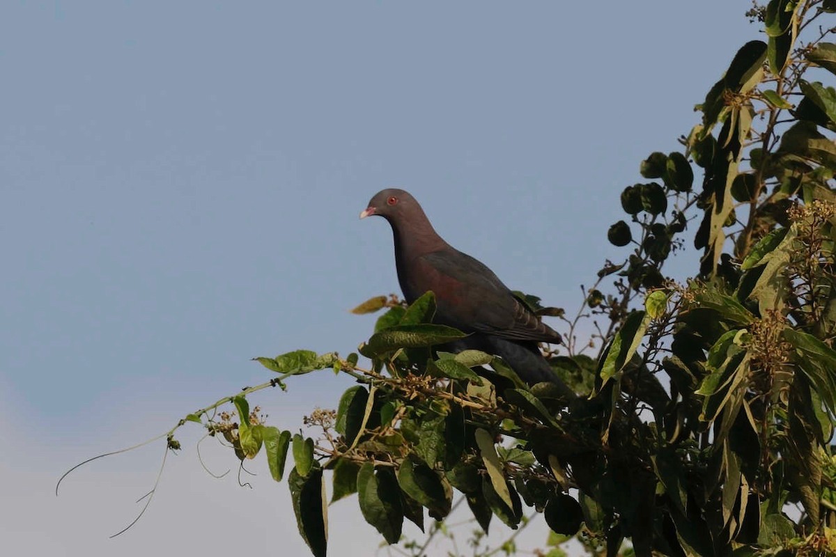 Pigeon à bec rouge - ML281590911