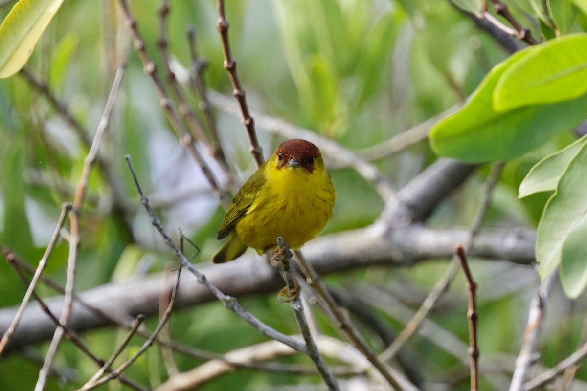 Paruline jaune (groupe erithachorides) - ML281591051