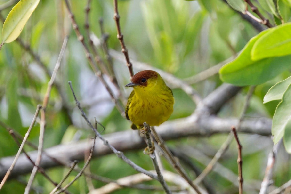 Yellow Warbler (Mangrove) - ML281591061