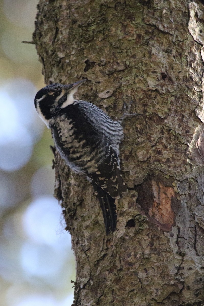 American Three-toed Woodpecker - ML281593781