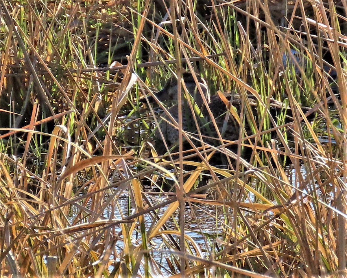 Ruddy Duck - ML281594581