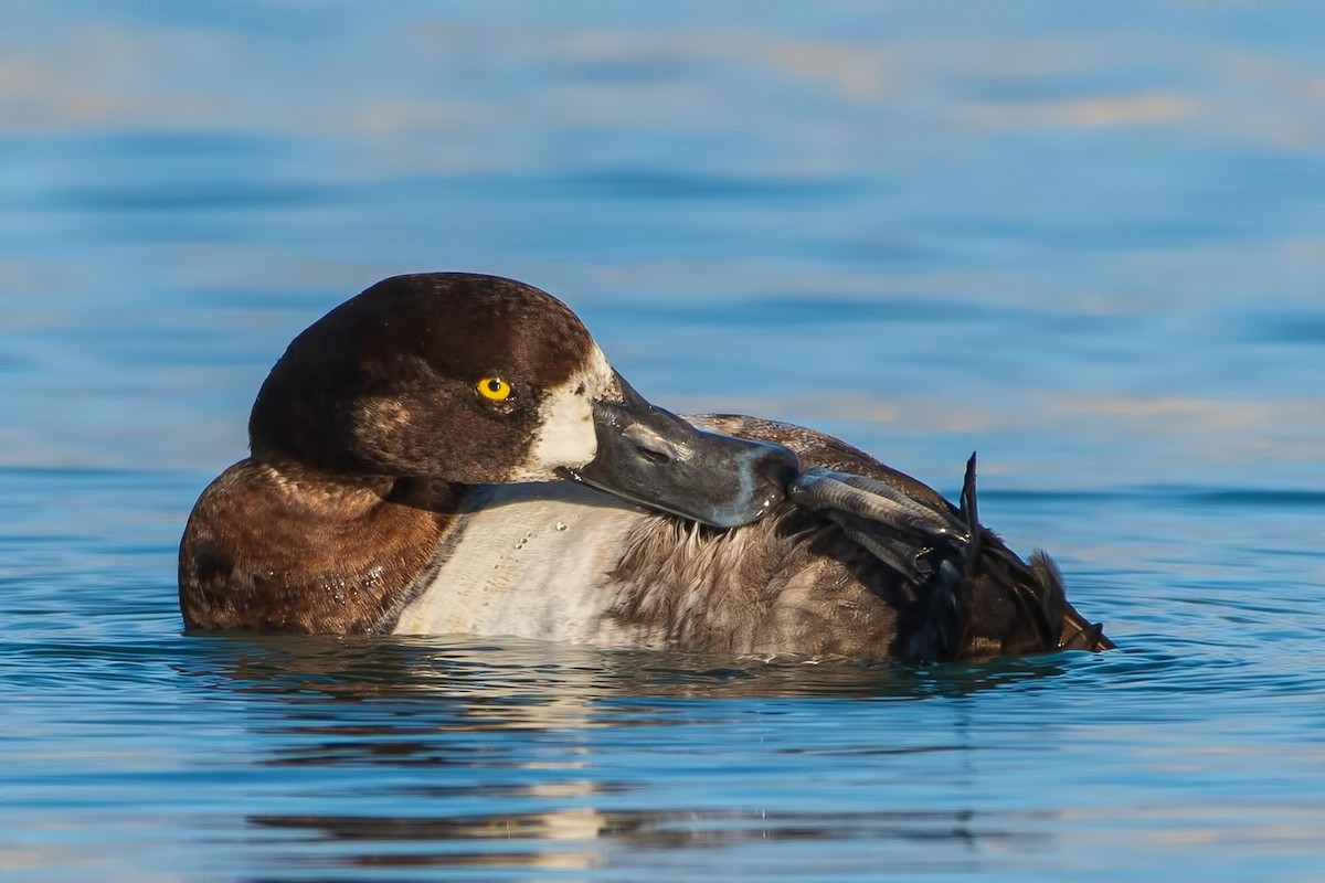 Greater Scaup - ML281595571