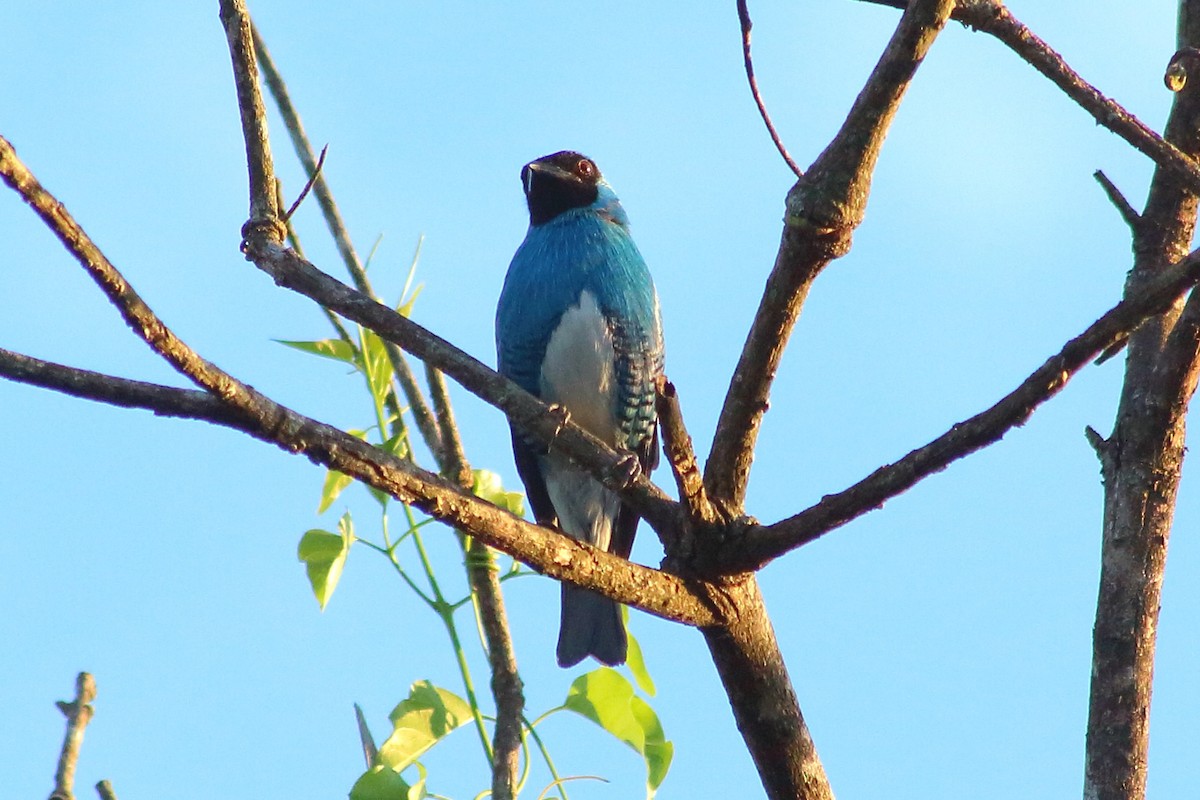 Swallow Tanager - ML281596081