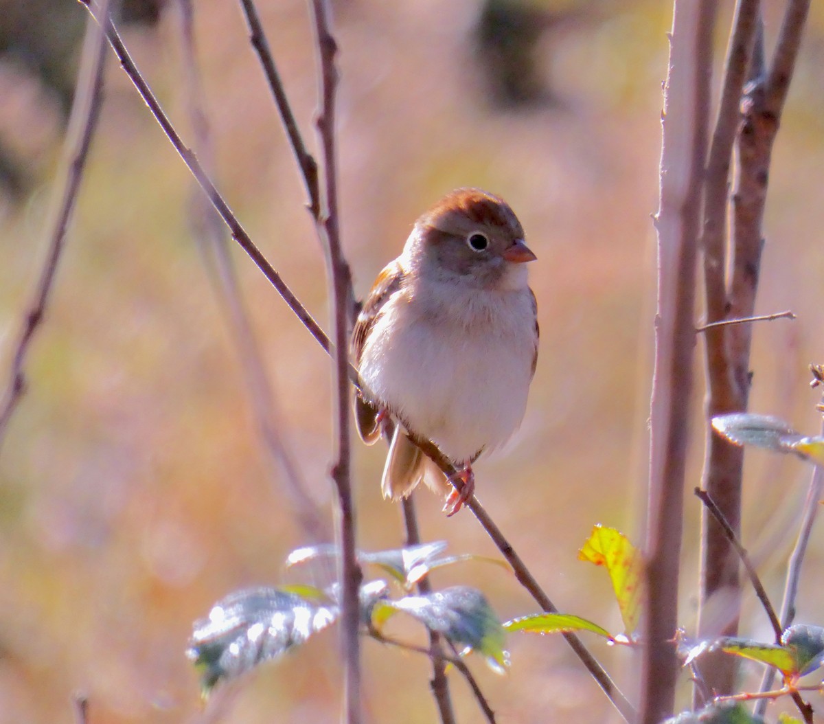 Field Sparrow - ML281596331