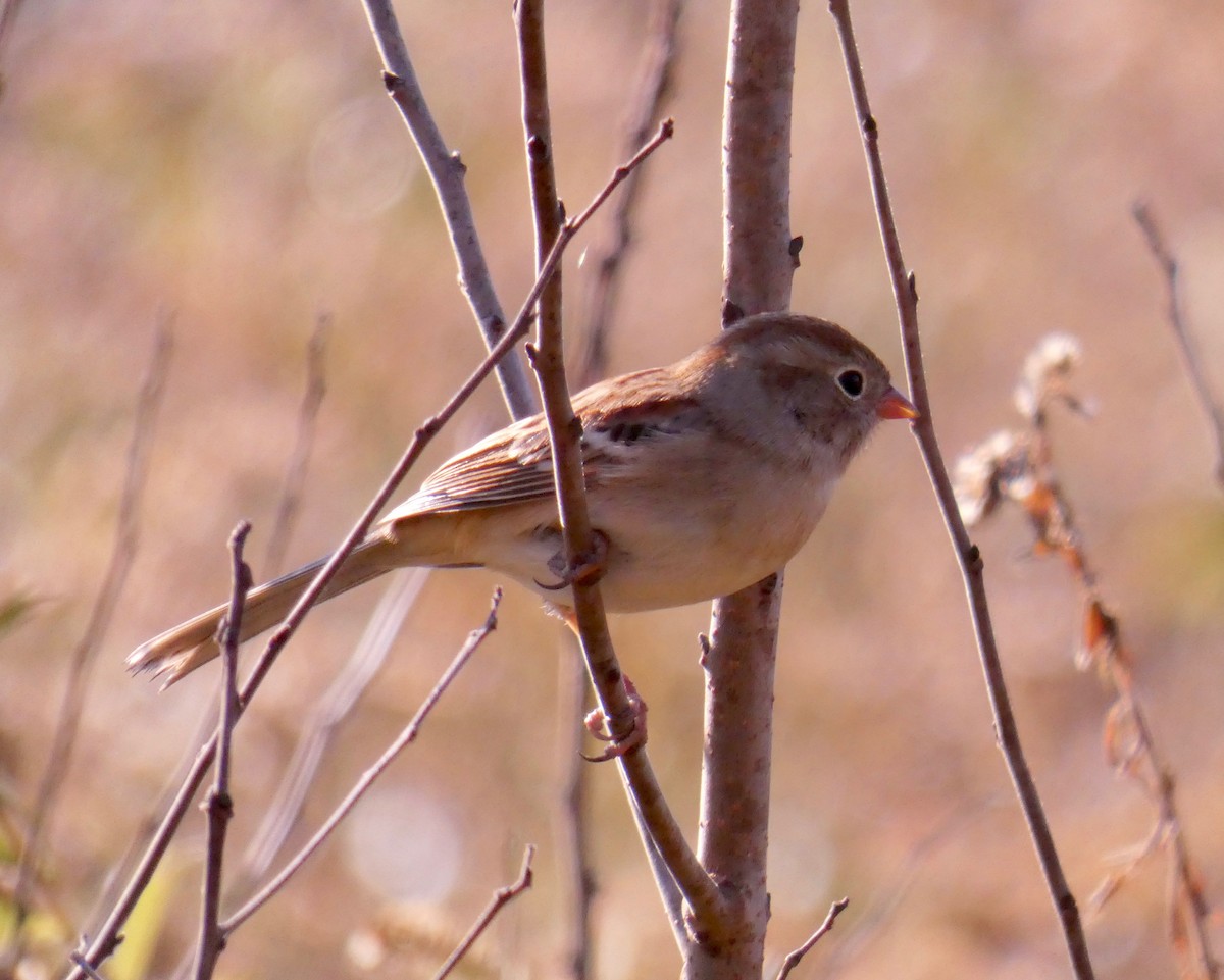 Field Sparrow - ML281596381