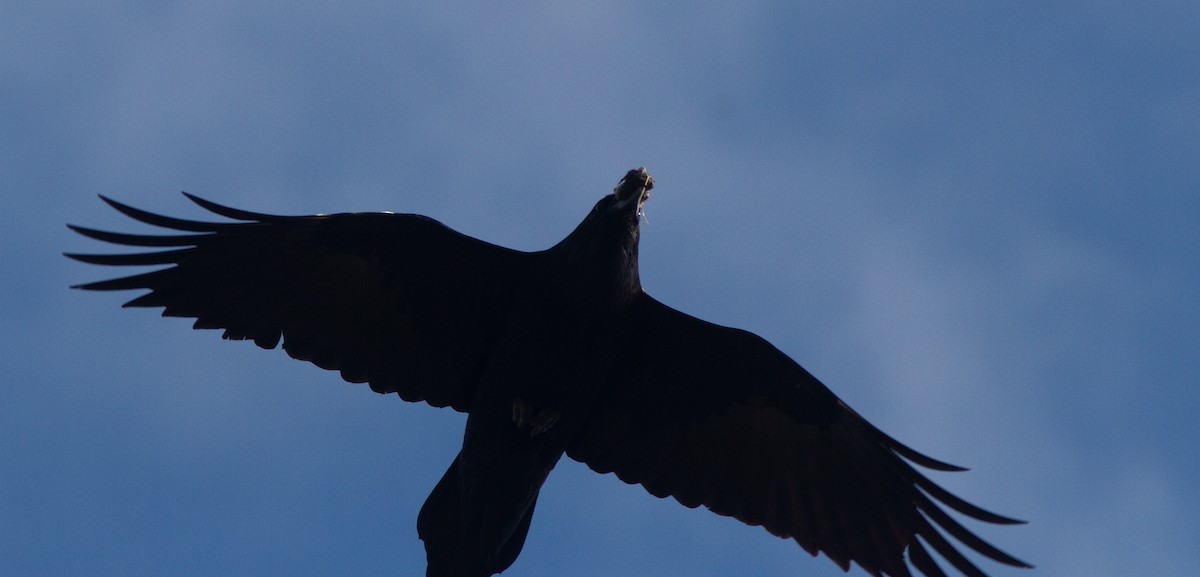 Common Raven - Jason Forbes